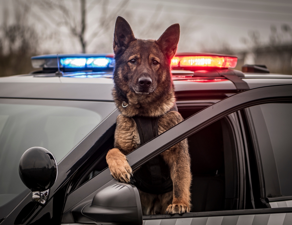 Police K9 dog leaning out of patrol car during a Georgia police search